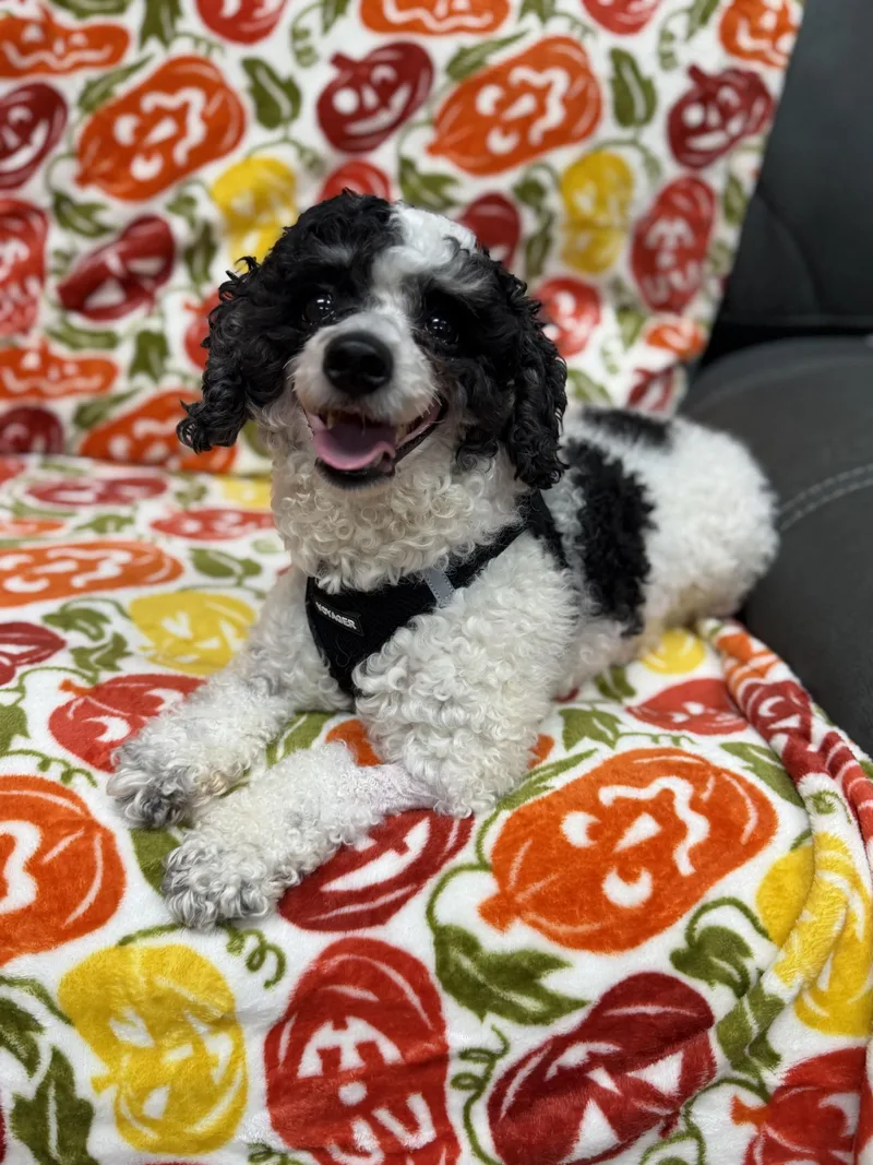 An adult small-sized male Poodle dog named Lucky for adoption in West Haven, CT