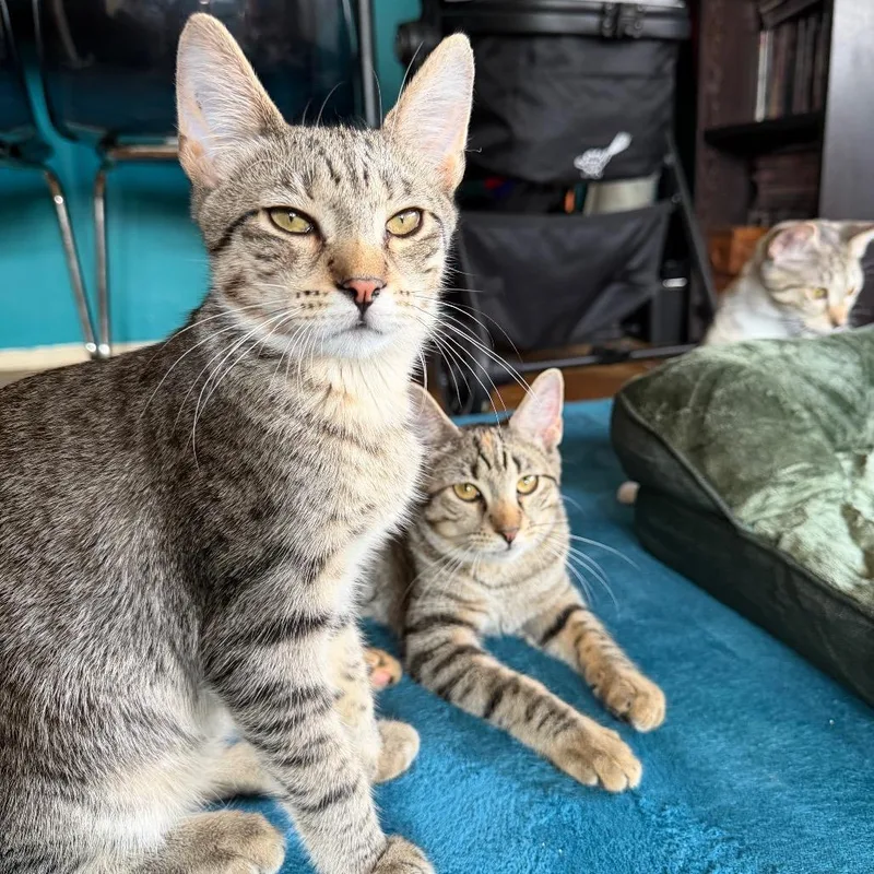 A baby small-sized male Brown / Chocolate Domestic Short Hair cat named Lord Crumbs for adoption in Middle Village, NY