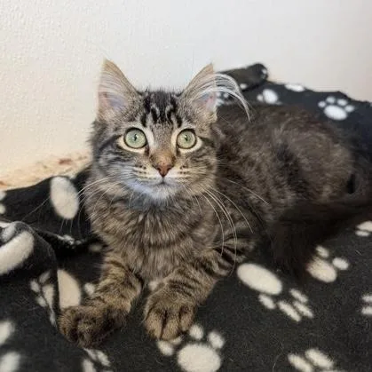 A baby small-sized female Domestic Medium Hair cat named Ember for adoption in Rochester, MN