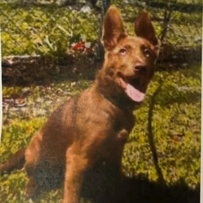 A baby small-sized female Brown / Chocolate Shepherd dog named Latte for adoption in Newark, DE
