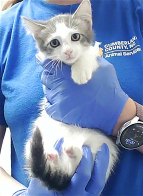 A baby small-sized male Domestic Short Hair cat named Wille for adoption in Fayetteville, NC