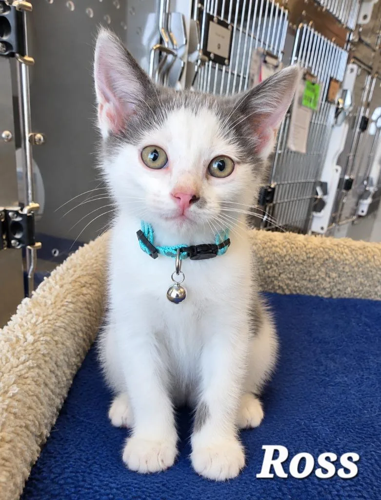 A baby small-sized male Domestic Medium Hair cat named Ross for adoption in Sidney, OH