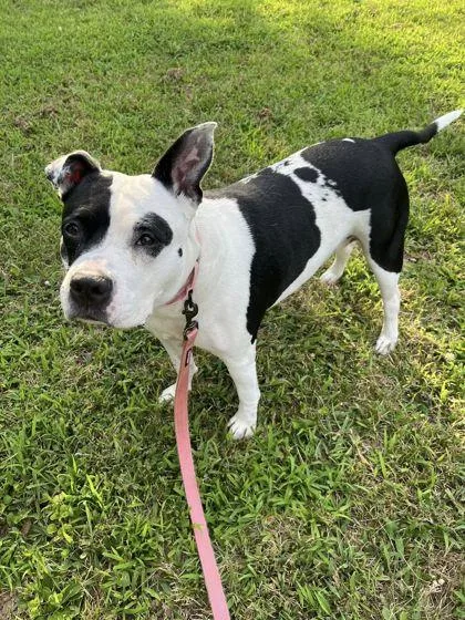 An adult large-sized female Black Pit Bull Terrier dog named Cowgirl for adoption in Kansas City, MO