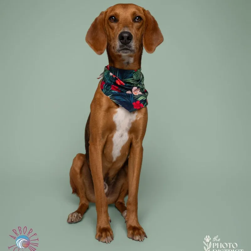 A young medium-sized male Tricolor (Brown, Black, & White) Foxhound dog named Bacon for adoption in Beulaville, NC
