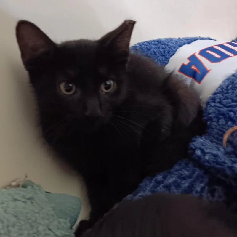 A baby small-sized male Black Domestic Short Hair cat named Jett for adoption in Melrose, FL
