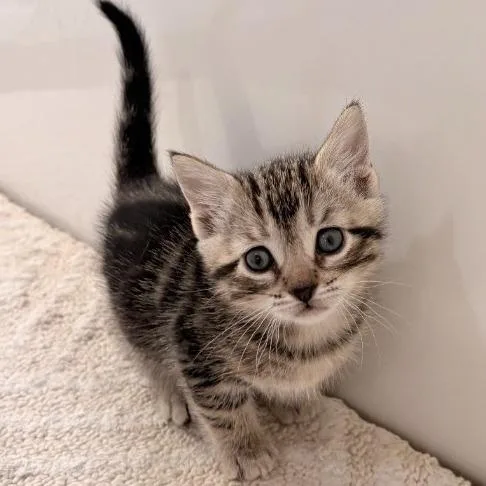 A baby small-sized female Brown / Chocolate Domestic Short Hair cat named Vereesa for adoption in East Smithfield , PA