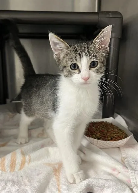 A baby small-sized male Domestic Short Hair cat named Bueno Mario for adoption in Augusta, GA