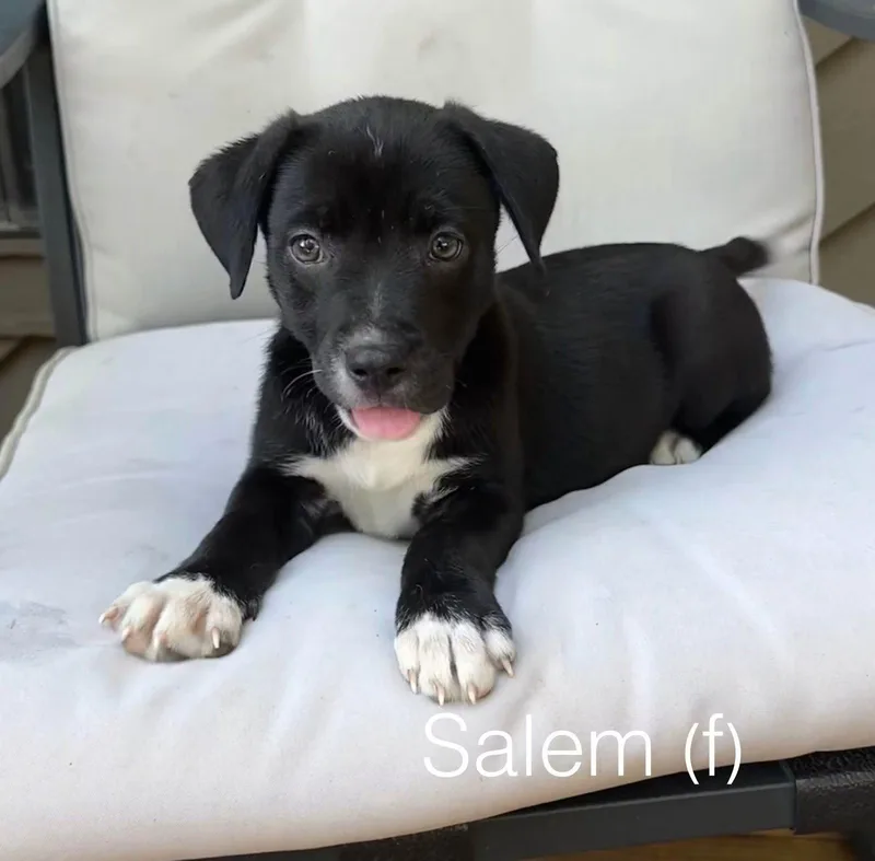 A baby medium-sized female American Staffordshire Terrier dog named Salem for adoption in Spring City, PA