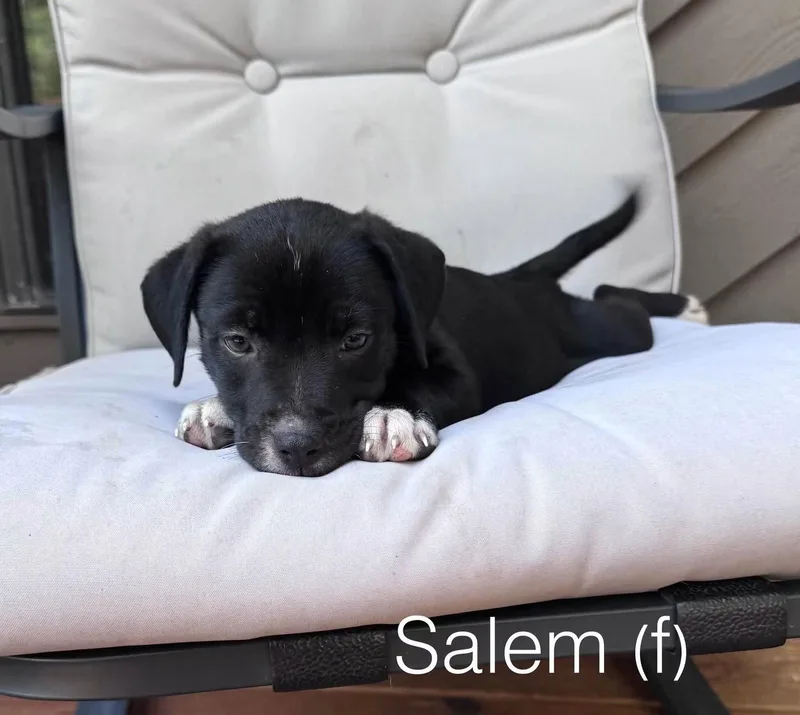Salem thumbnail 2