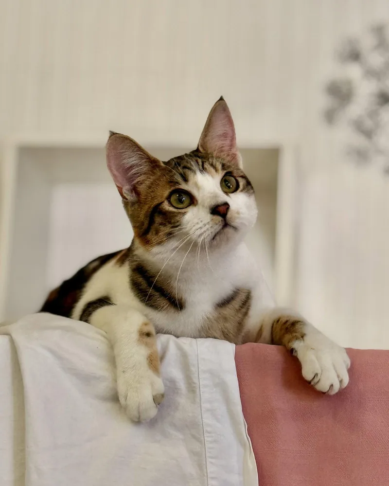An adult medium-sized female Domestic Short Hair cat named Moon Pie for adoption in San Jose, CA