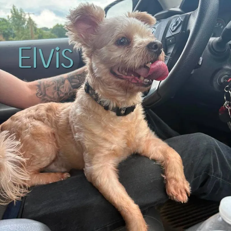 Elvis