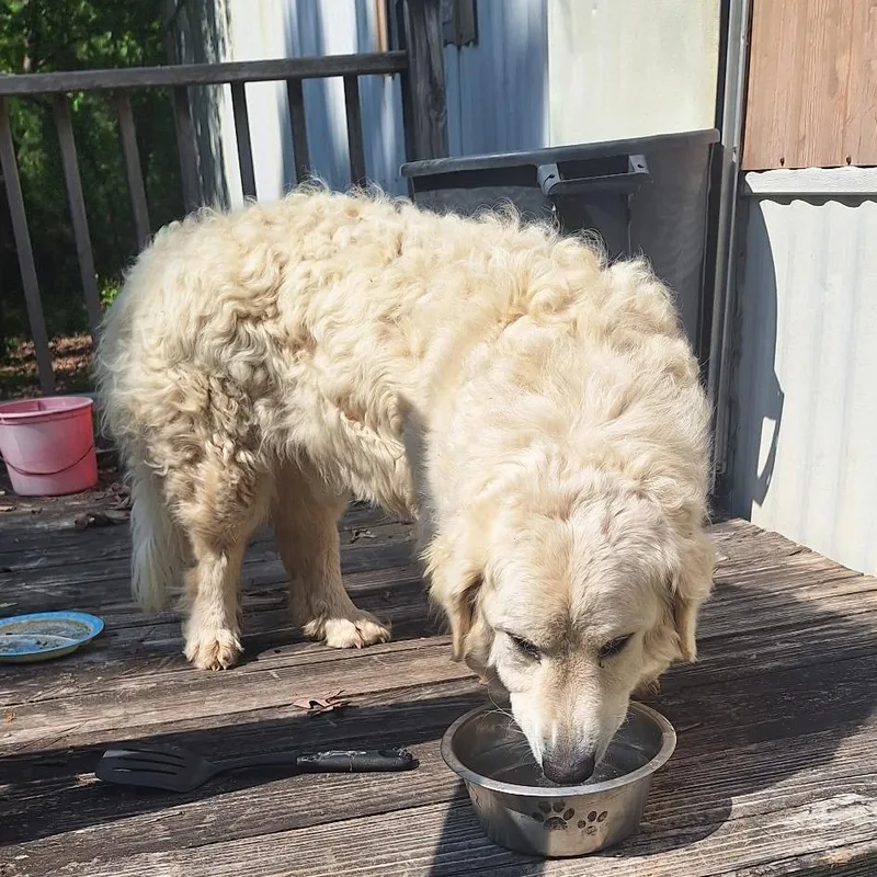 An adult large-sized male White / Cream Great Pyrenees dog named Shortstack for adoption in Evensville, TN