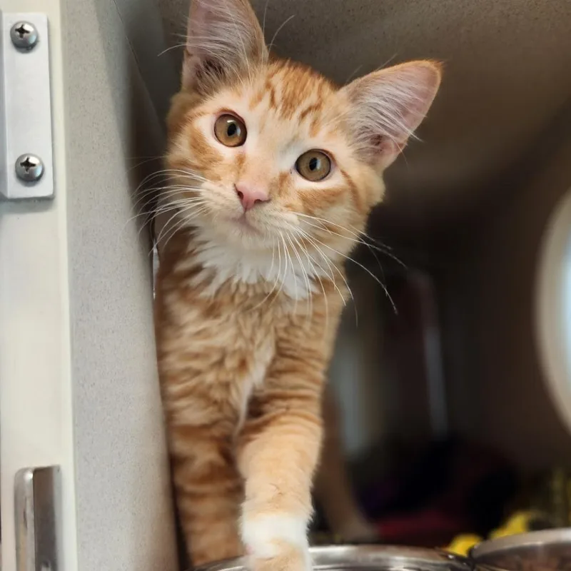 A baby small-sized male Orange / Red Domestic Short Hair cat named Poe for adoption in Reno, NV