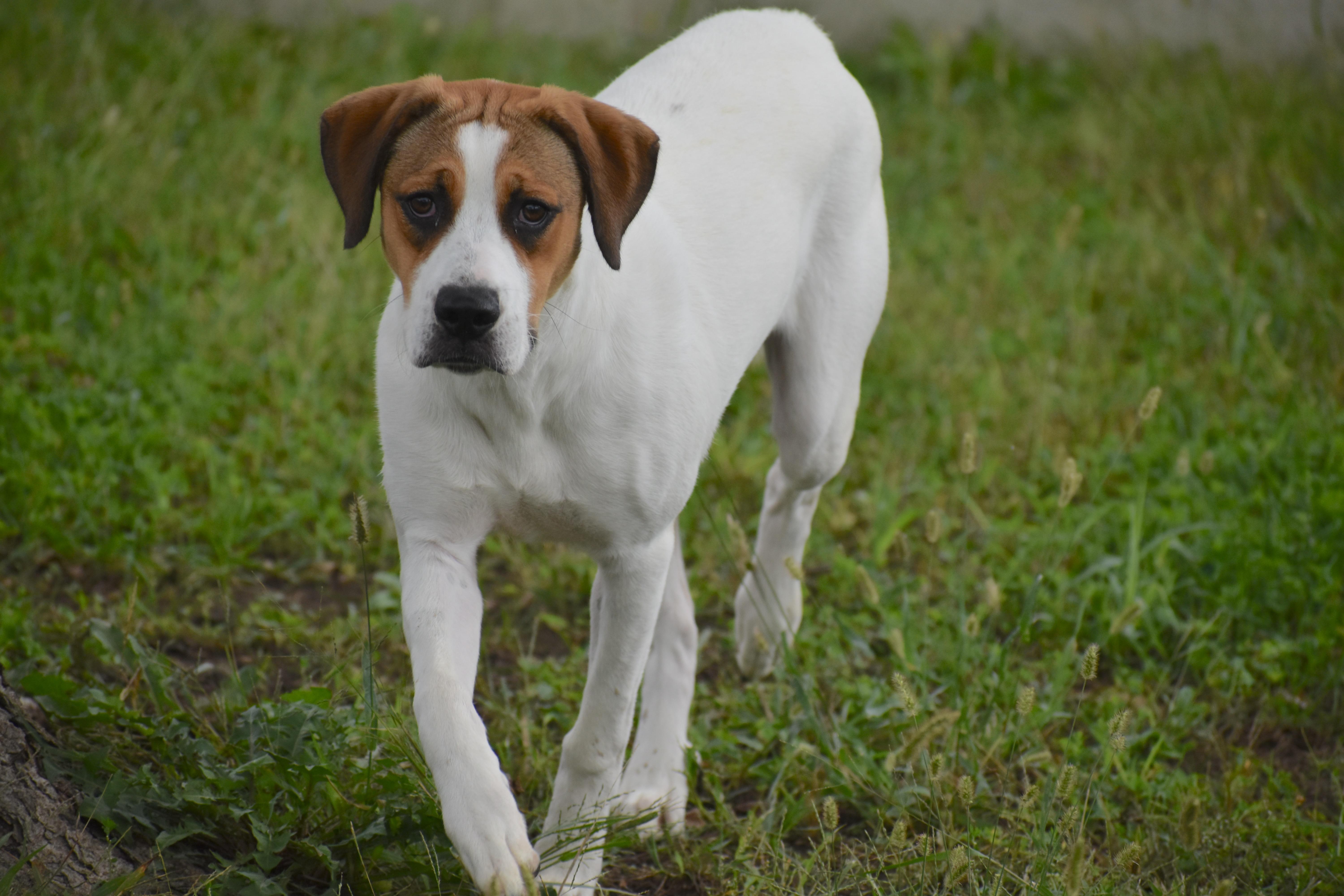 A young medium-sized female Great Pyrenees dog named Cocoakiplet for adoption in Auburn, NE