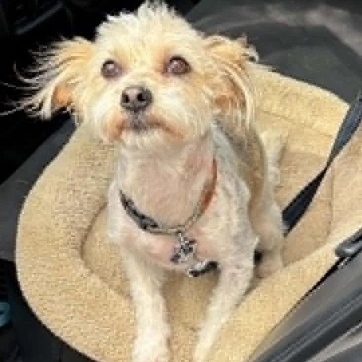 A young small-sized female Yorkshire Terrier dog named Nala for adoption in Cherry Hill, NJ