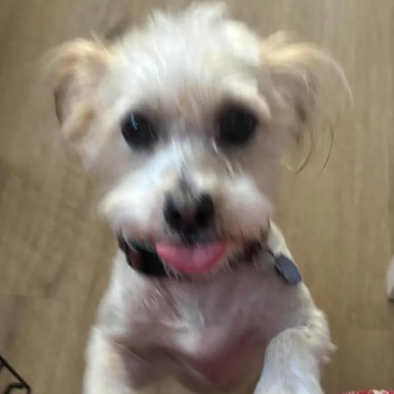 Nala thumbnail 6