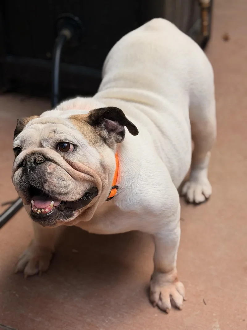A young medium-sized female White / Cream English Bulldog dog named La Wannabe for adoption in North Freedom, WI