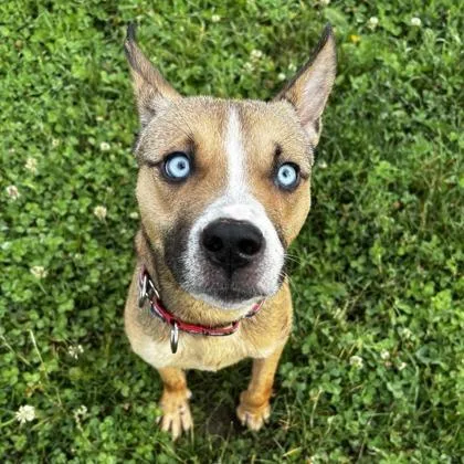 A young small-sized female Mixed Breed dog named Ramona for adoption in Wheaton, IL