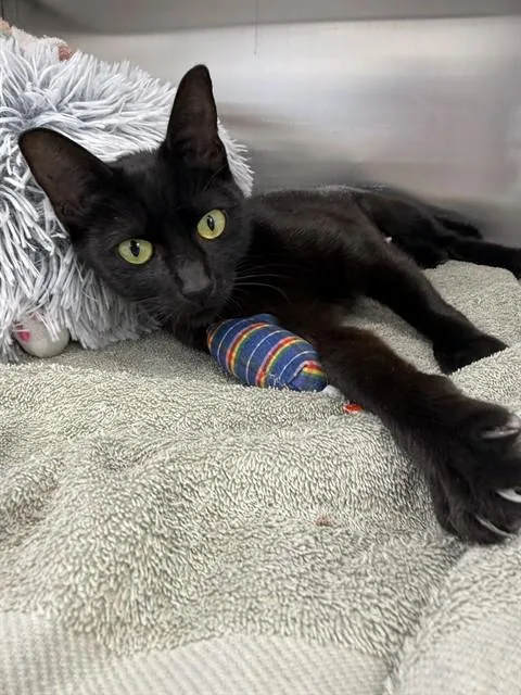A young medium-sized female Domestic Short Hair cat named Juanita for adoption in Naples, FL