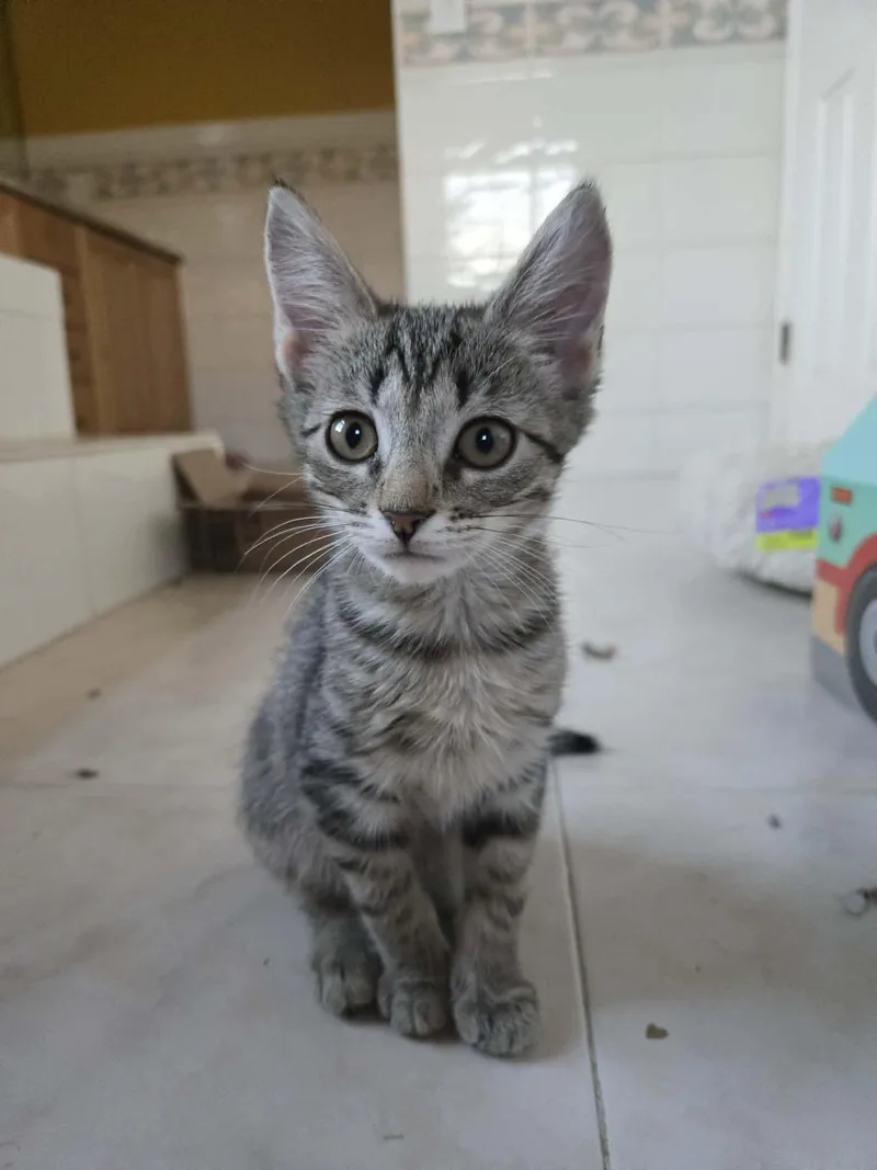 A baby medium-sized female Domestic Short Hair cat named Palmer for adoption in Holbrook, NY