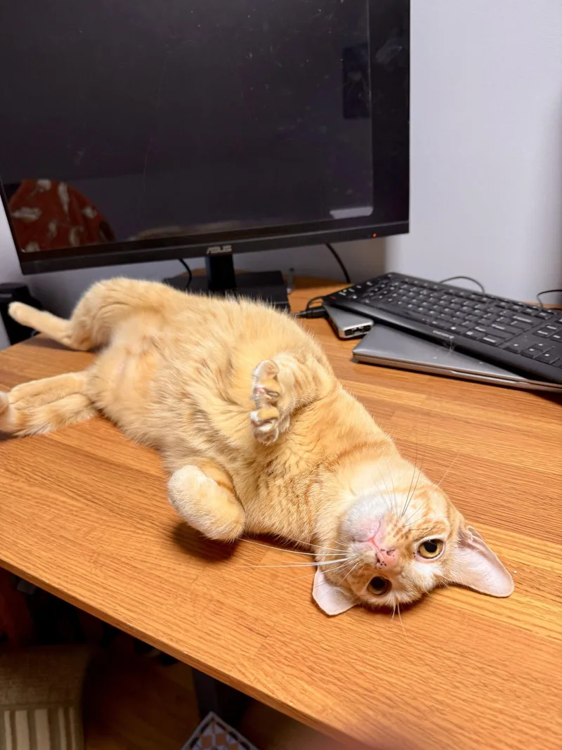 An adult medium-sized female Orange / Red Domestic Short Hair cat named Delilah Rose for adoption in East Derry, NH
