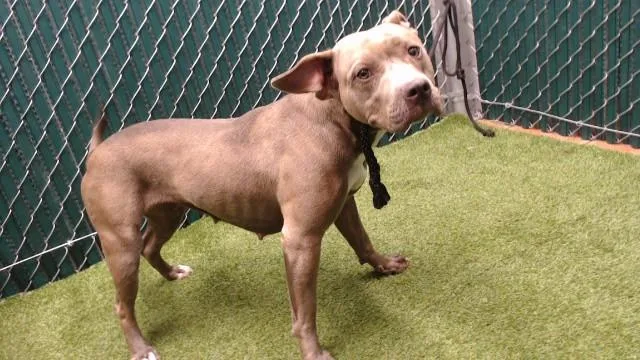 A young medium-sized female Pit Bull Terrier dog named Fifi for adoption in Downey, CA