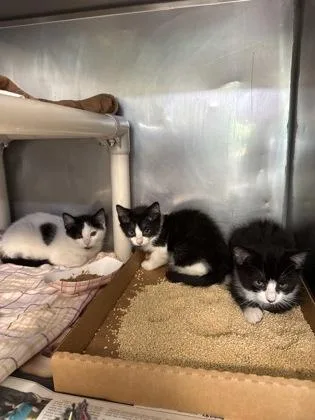 Portos