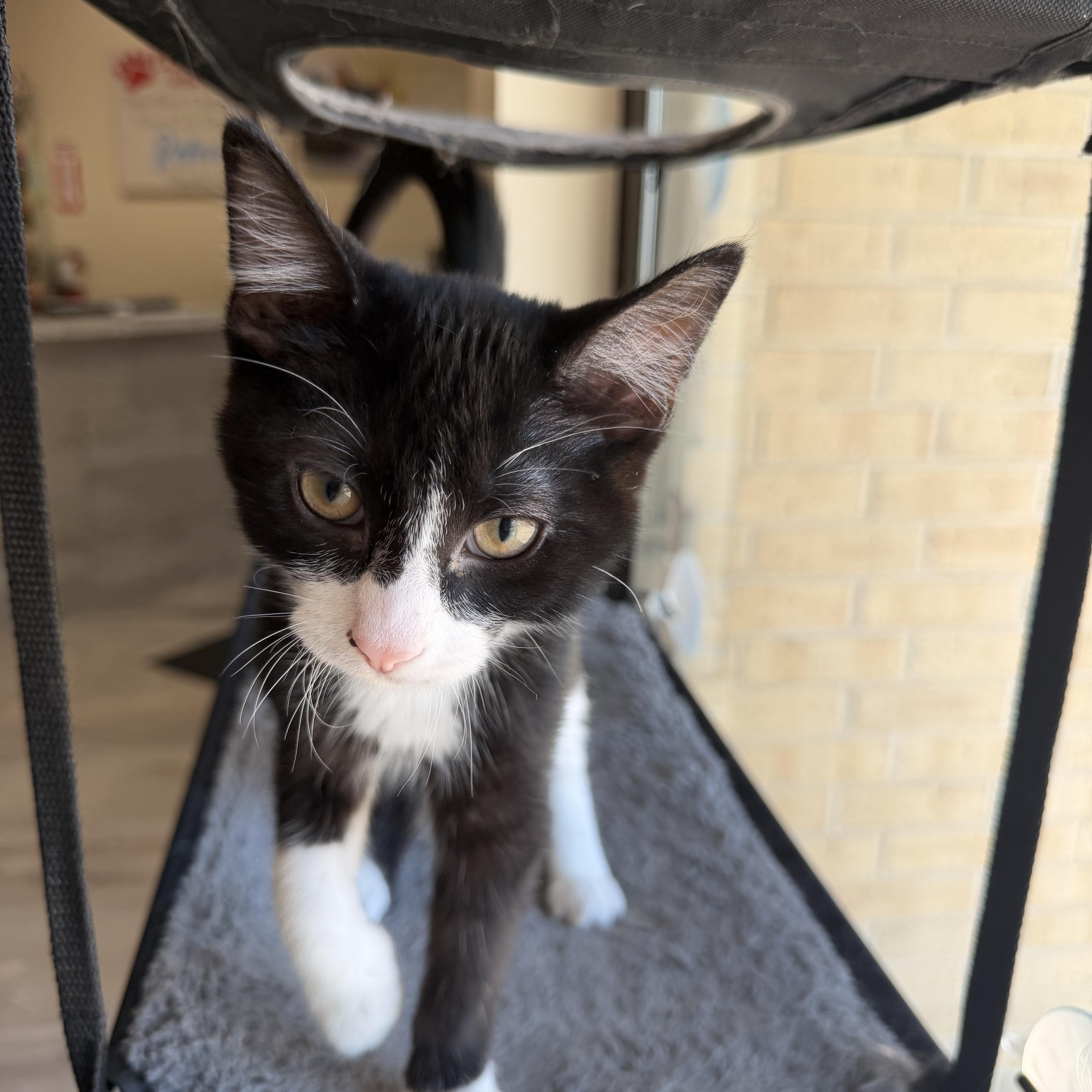 A baby medium-sized male Black & White / Tuxedo Domestic Short Hair cat named Alex for adoption in Madison, WI