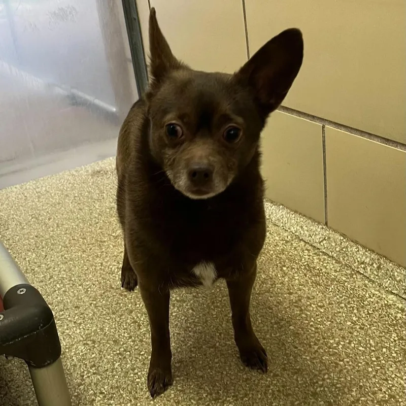 An adult small-sized male Brown / Chocolate Chihuahua dog named "choco Taco" for adoption in Perkiomenville, PA