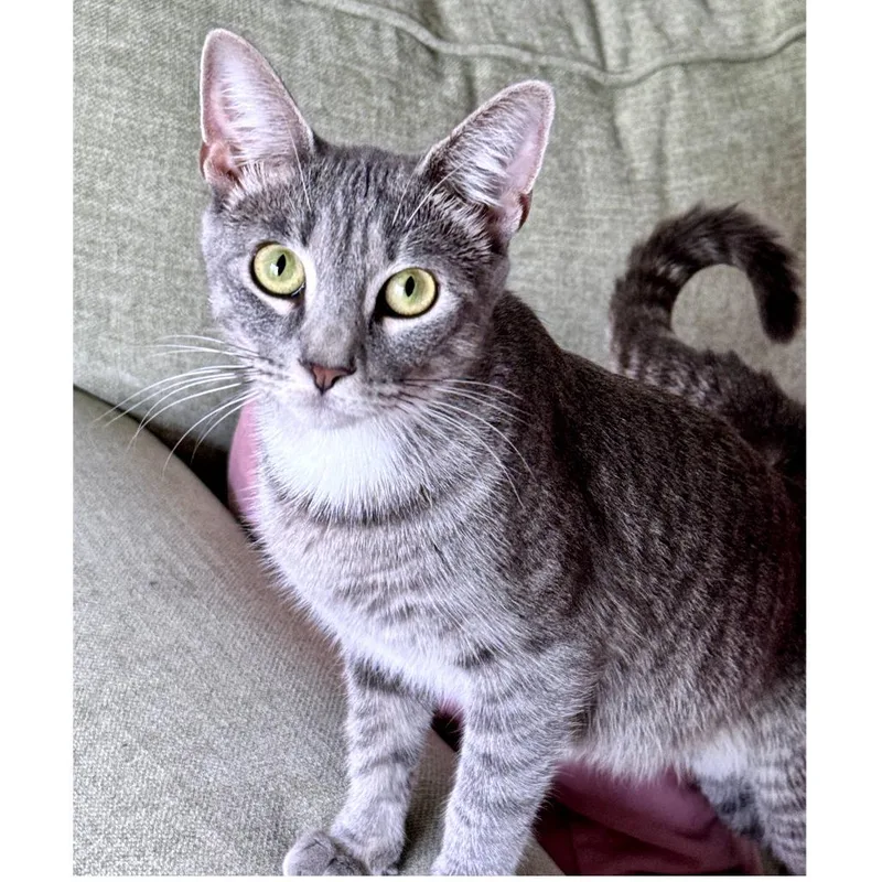 An adult medium-sized female Gray / Blue / Silver Domestic Short Hair cat named Toy Box for adoption in Austin, TX