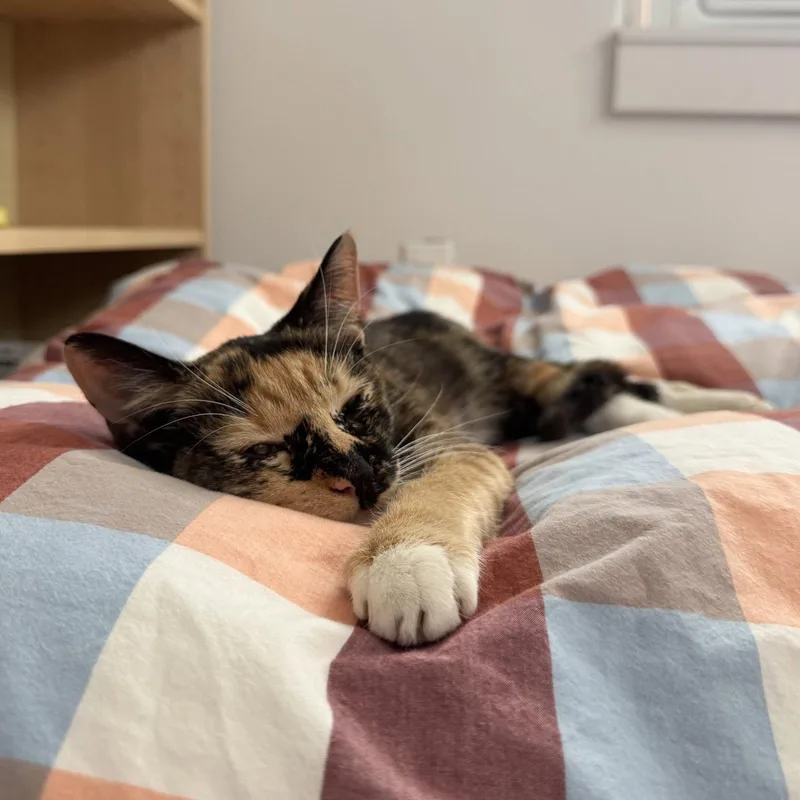 A young small-sized female Domestic Short Hair cat named Edie for adoption in Philadelphia, PA