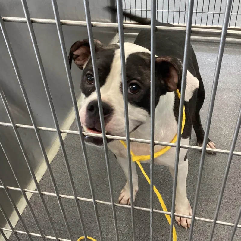 An adult medium-sized male Brindle Boxer dog named Ace for adoption in Montgomery, AL