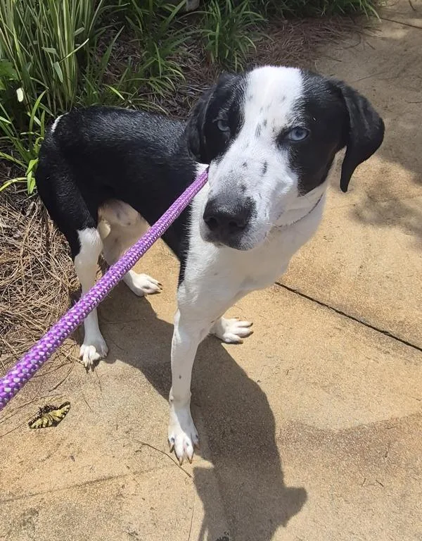 A young medium-sized male Border Collie dog named Pen  Squirt for adoption in Lawrenceville, GA