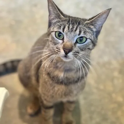 Penny