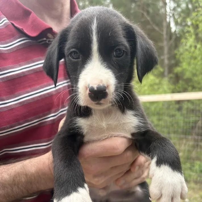 The Kinks thumbnail 2