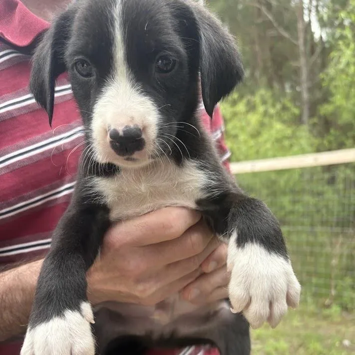 The Kinks thumbnail 3