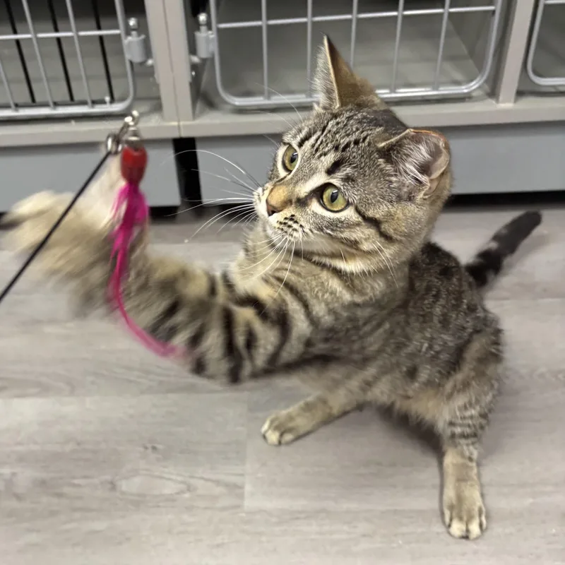 Penelope thumbnail 2