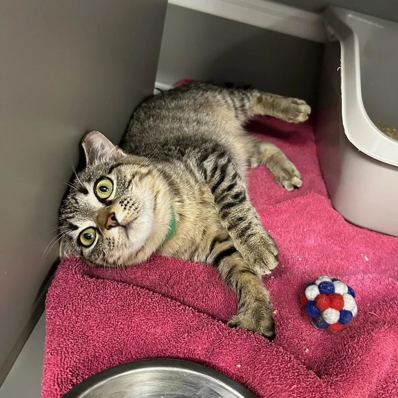 Penelope thumbnail 3