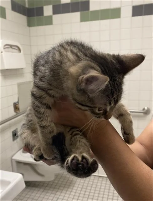 A baby medium-sized female Domestic Short Hair cat named Amelia for adoption in Dallas, TX