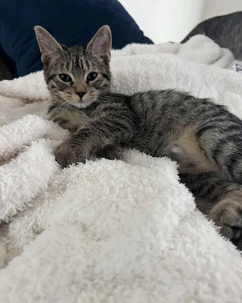 A baby small-sized female Domestic Short Hair cat named DumbleFloof for adoption in Lockport, IL