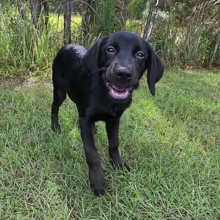 A baby large-sized male Black Golden Retriever dog named Bear for adoption in Foley, AL