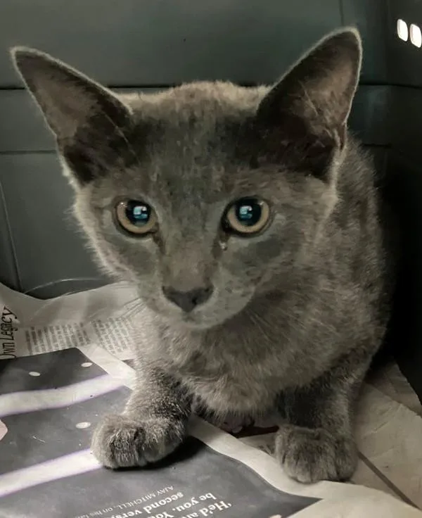 A baby small-sized female Domestic Short Hair cat named Splash for adoption in Staten Island, NY