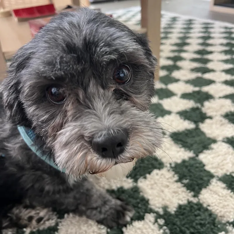 An adult small-sized male Black Poodle dog named Skamper for adoption in St. Paul, MN