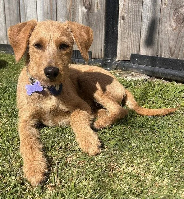 A baby medium-sized male Dachshund dog named Muffler Man for adoption in Palo Alto, CA