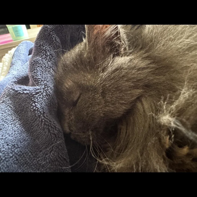 A senior medium-sized female Gray / Blue / Silver Domestic Long Hair cat named Bluebell for adoption in Omaha, NE