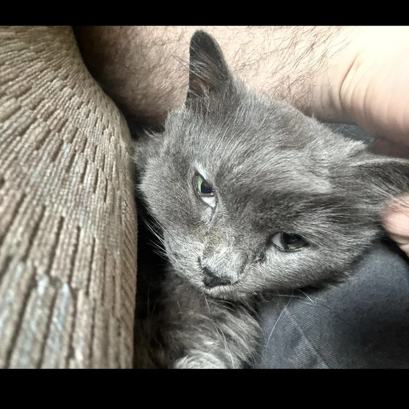 Bluebell thumbnail 2
