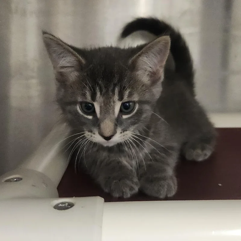 A baby small-sized male Gray / Blue / Silver Domestic Short Hair cat named Gold for adoption in Fort Wayne, IN