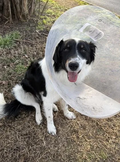 A young medium-sized male Border Collie dog named Takumi for adoption in Knoxville, TN