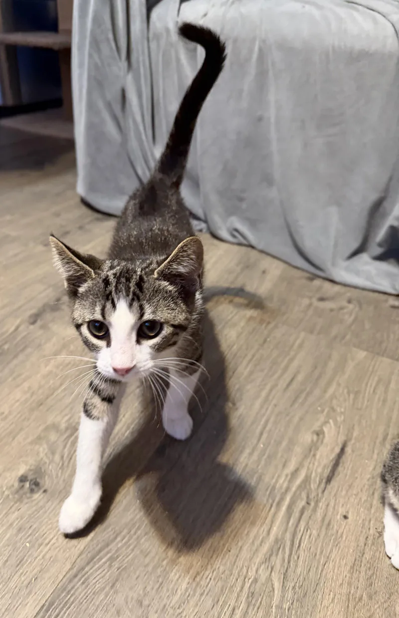 A baby medium-sized male Domestic Short Hair cat named Ford for adoption in Stewartsville, NJ