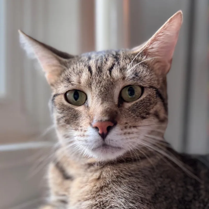 A young medium-sized male Brown / Chocolate Domestic Short Hair cat named Yale for adoption in Salisbury, MA